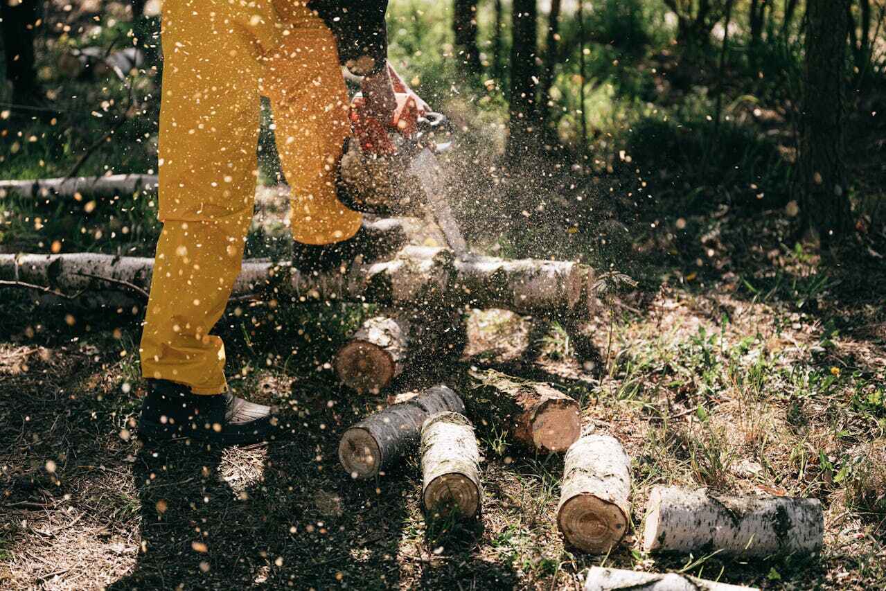 Tree Root Removal in Bethlehem, PA